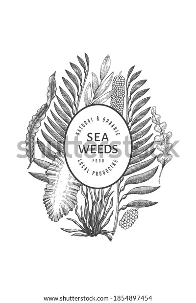 Seaweed Design Template Hand Drawn Vector Stock Vector (Royalty Free ...