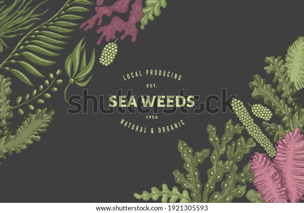 Seaweed Design Template Hand Drawn Vector Stock Vector (Royalty Free ...