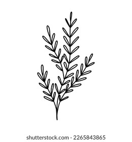 Seaweed in doodle style. Linear underwater plant. Vector illustration. Isolated algae.