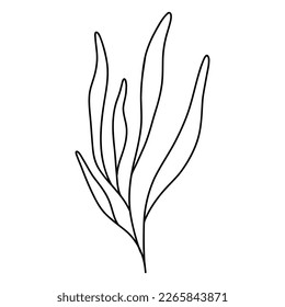 Seaweed in doodle style. Linear underwater plant. Vector illustration. Isolated algae.