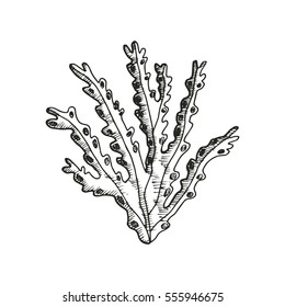 seaweed drawing. vector illustration