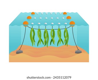 Seaweed Farming diagram. Sugar kelp farm in aquaculture scheme.