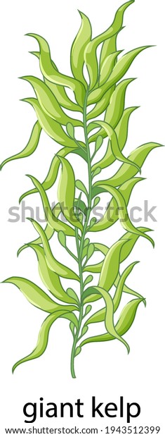 Seaweed\
Giant kelp cartoon style with name\
illustration