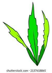 Seaweed green marine plant cartoon illustration
