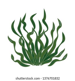 Seaweed green. Sea underwater flora, aquarium kelp. Ocean plants vector