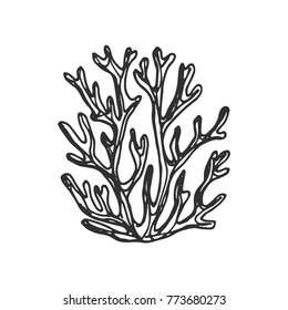 seaweed hand drawing vector sketch isolated