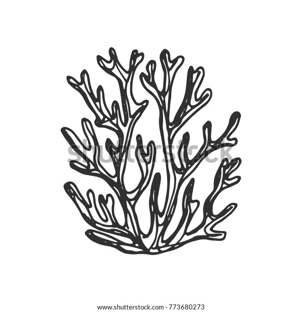 Seaweed Hand Drawing Vector Sketch Isolated Stock Vector (Royalty Free ...