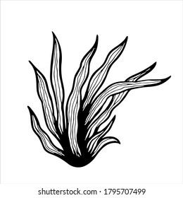 Seaweed, hand drawn isolated vector illustration in black and white