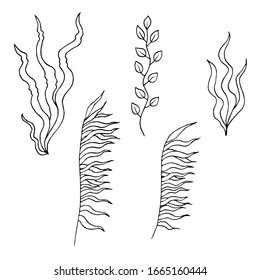 Seaweed hand-drawn doodle outline set. Sea bottom plants for logo, icon, greeting card, tattoo. Stock vector illustration isolated on white background.