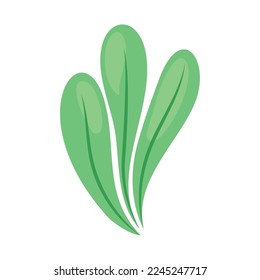 seaweed icon on white background