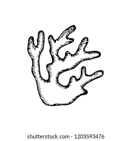 seaweed icon. sketch isolated object.