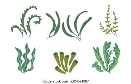 Seaweed  icons. Marine plants, sea alga. Vector illustration