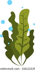Seaweed, illustration, vector on white background.
