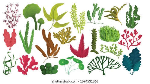 Seaweed isolated cartoon set icon. Vector cartoon set icon marine algae. Vector illustration seaweed on white background.