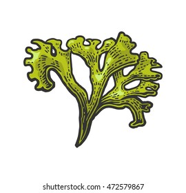 Seaweed isolated on white background. Vector color vintage engraving illustration for menu, web and label. Hand drawn in a graphic style.