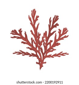 Seaweed. Isolated on white background.Collection of different aquatic plants. Vector illustration 