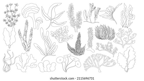 Seaweed isolated outline set icon. Vector outline set icon marine algae. Vector illustration seaweed on white background.