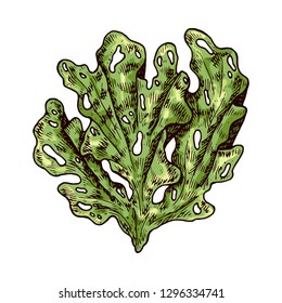 Seaweed isolated vector color sketch icon. 