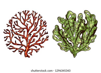 Seaweed isolated vector color sketch icon. 