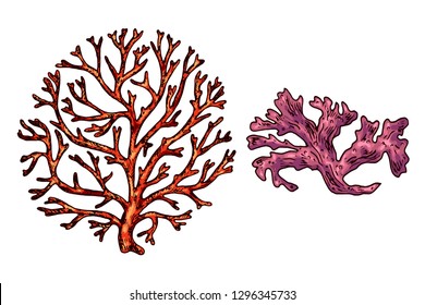 Seaweed isolated vector color sketch icon. 