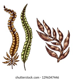 Seaweed isolated vector color sketch icon. 