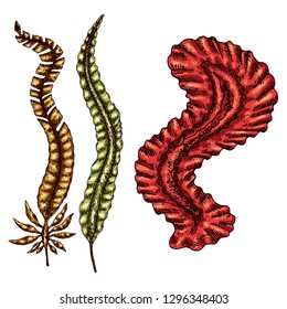 Seaweed isolated vector color sketch icon. 