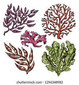 Seaweed isolated vector color sketch icon. 