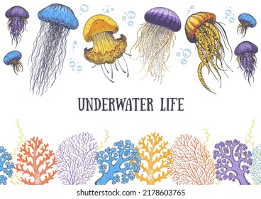 Seaweed, jellyfish and coral vector illustration. Underwater life. Hand drawn vector illustration. Design template. Underwater world hand drawn.