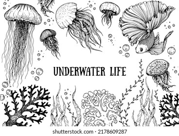 Seaweed, jellyfish and coral vector illustration. Underwater life. Hand drawn sketch. Vector illustration. Design template. Underwater world hand drawn.