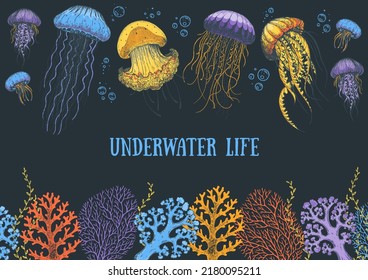 Seaweed, jellyfish and coral vector illustration. Underwater life. Hand drawn vector illustration. Design template. Underwater world hand drawn.