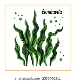 Seaweed Kelp or Laminaria. Green food algae isolated on white background. Vector illustration.