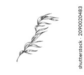 Seaweed, kelp or spirulina in monochrome sketch style, vector illustration isolated on white background. Hand drawn engraved underwater and sea plant for marine design.