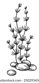 seaweed, kelp seaweed. vector illustration in sketch style
