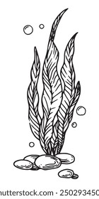 seaweed, kelp seaweed. vector illustration in sketch style