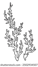 seaweed, kelp seaweed. vector illustration in sketch style