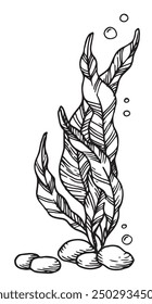 seaweed, kelp seaweed. vector illustration in sketch style