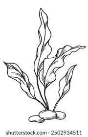 seaweed, kelp seaweed. vector illustration in sketch style