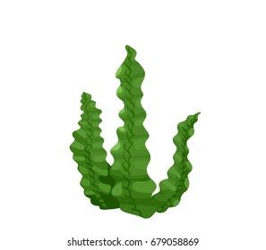 Seaweed or laminaria vector icon, hand drawn sketch of green und