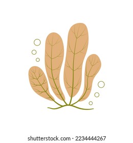 Seaweed with large leaves . Aquarium plants. Wildlife. Underwater marine flora. Element of aquarium landscape. Water theme for decoration and design. Vector illustration isolated on white background