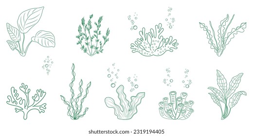 Seaweed linear illustration. Marine vegetation and corals in doodle style. Elements of alga for design.