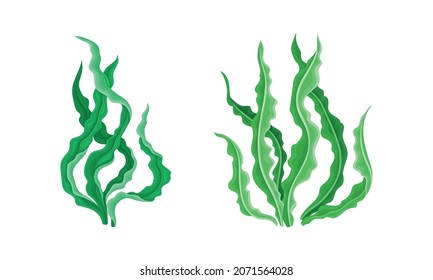 Seaweed or Macroalgae as Aquatic and Marine Plants Growing on Ocean Bottom Vector Set