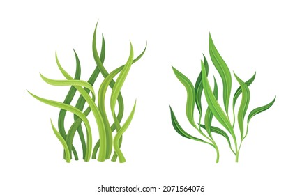 Seaweed or Macroalgae as Aquatic and Marine Plants Growing on Ocean Bottom Vector Set