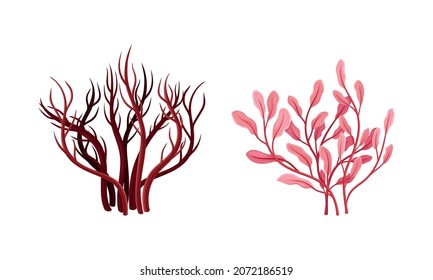 Seaweed or Macroalgae as Aquatic and Marine Plants Growing on Ocean Bottom Vector Set