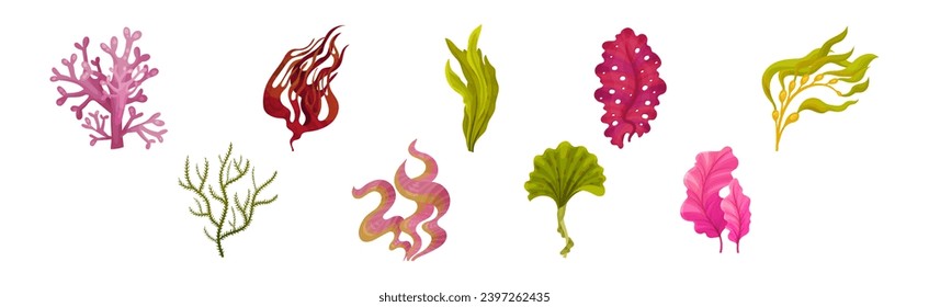 Seaweed and Marine Algae Plant Curve Vector Set