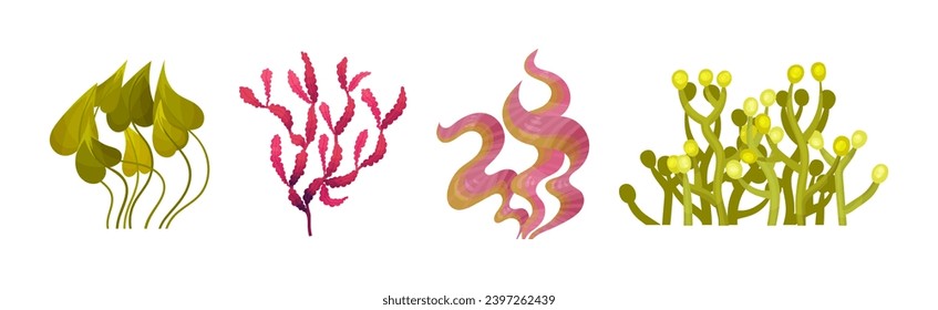 Seaweed and Marine Algae Plant Curve Vector Set