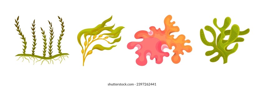 Seaweed and Marine Algae Plant Curve Vector Set