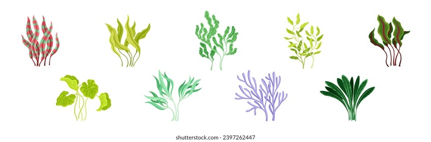Seaweed and Marine Algae Plant Curve Vector Set