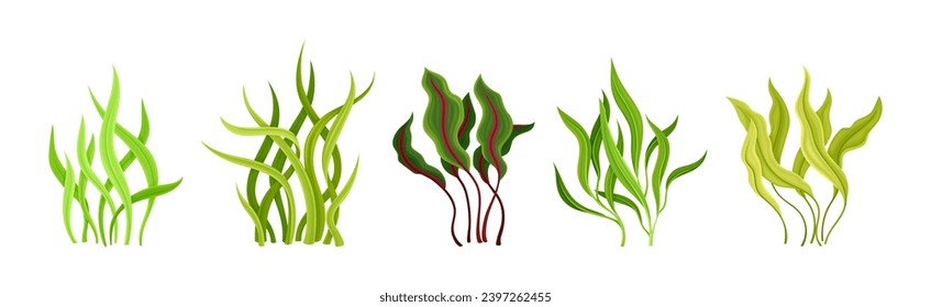 Seaweed and Marine Algae Plant Curve Vector Set