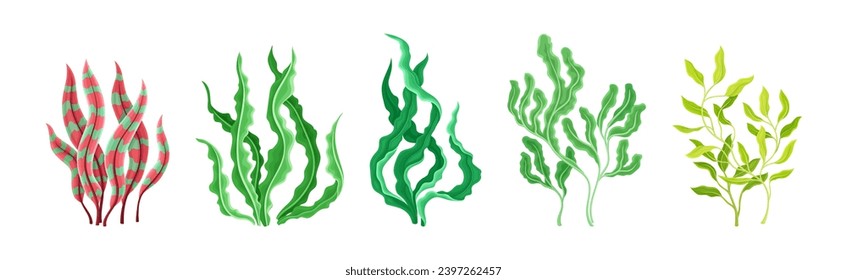 Seaweed and Marine Algae Plant Curve Vector Set