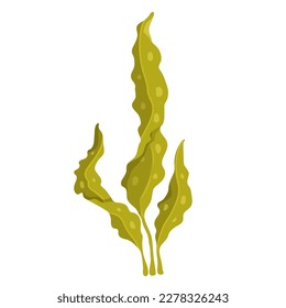 Seaweed. Marine flora. Vector graphics.